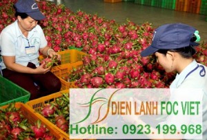 [05/06/2012 08:12:37]  T?nh Bình Thu?n dang tích c?c tri?n khai th?c hi?n 16 mô hình liên minh gi?a các doanh nghi?p v?i ngu?i nông dân, nh?m d?m b?o s?n ph?m hàng hóa có s?c c?nh tranh cao hon, gi?m thi?u các r?i ro trong quá trình s?n xu?t và tiêu th?. V?i mô hình này, nang su?t s?n ph?m nông nghi?p tang 7%, ch?t lu?ng hàng xu?t kh?u tang hon 20%, l?i nhu?n c?a nông dân tang g?p 3 l?n so v?i khi chua liên minh. Trong ?nh: Th?c hi?n liên minh, bình quân m?i ngày, doanh nghi?p rau qu? Bình Thu?n thu mua, so ch? tiêu th? trong nu?c và xu?t kh?u hon 170 t?n qu? Thanh long, d?m b?o an toàn v? sinh th?c ph?m, t?o vi?c làm cho 150 lao d?ng v?i m?c thu nh?p bình quân 3-4 tri?u d?ng/ngu?i/tháng. ?nh: Ðình Hu? - TTXVN