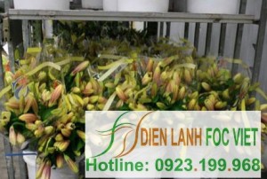 kho-lanh-bao-quan-hoa-tuoi-2