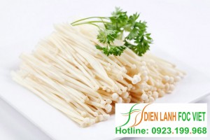 kho-lanh-bao-quan-nam-kim-cham