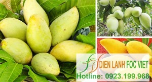 kho-lanh-bao-quan-xoai-xuat-khau