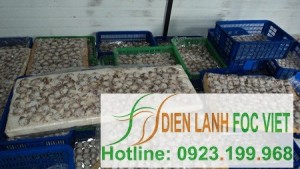 kho-lanh-thuy-hai-san-1