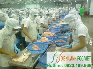 fish cold store installation