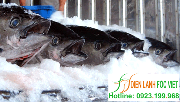 lắp đặt kho lạnh bảo quản cá