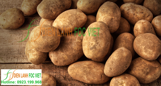 bảo quản và lưu kho khoai tây