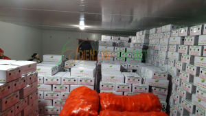 Kho lạnh bảo quản cà rốt Kho lạnh bảo quản cà rốt