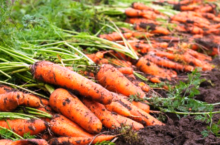 kho lạnh bảo quản cà rốt sau thu hoạch